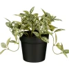 Kunstplant Curone